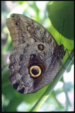butterfly; Actual size=240 pixels wide